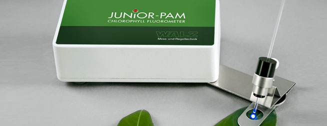 JUNIOR PAM