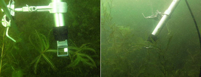 Suivi en continu de la photosynthèse chez le potamot à feuilles étroites (Potamogeton crispus) par des capteurs MONI-HEAD/S.