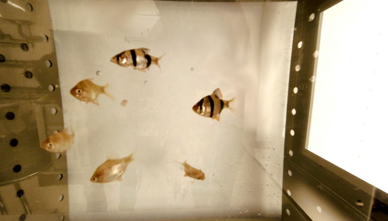 Compartiment des poissons du Toximètre Poissons version II, bbe FishToximeter II